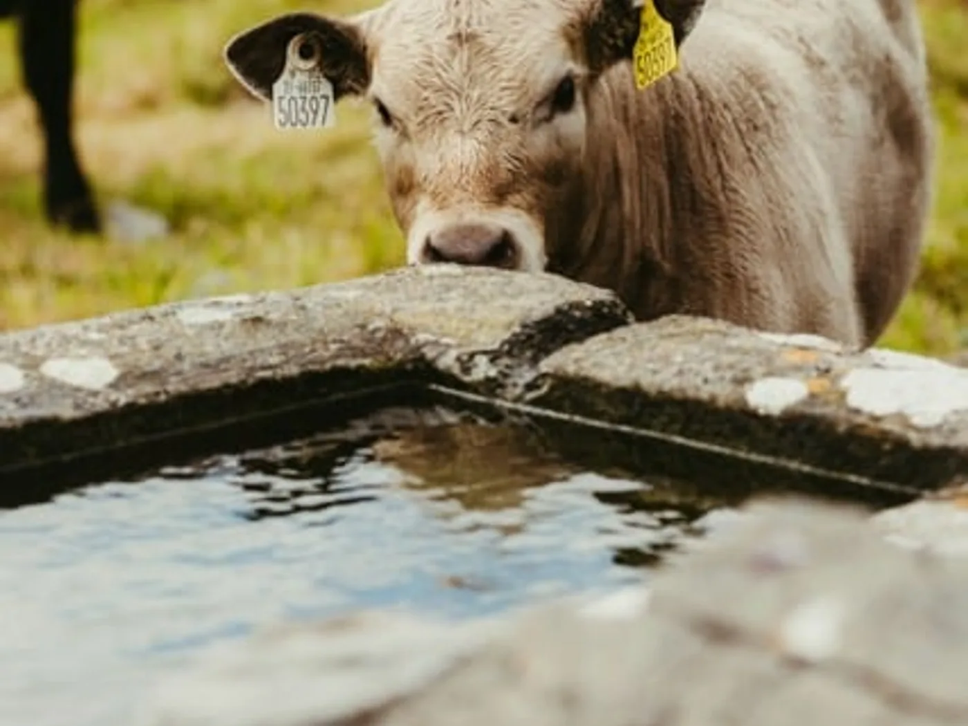 A cow drinking from a farm water trough treated with Sanitify's probiotic water treatment