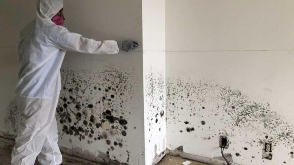 How to Safely Get Rid of Mold Using Natural Cleaning Products