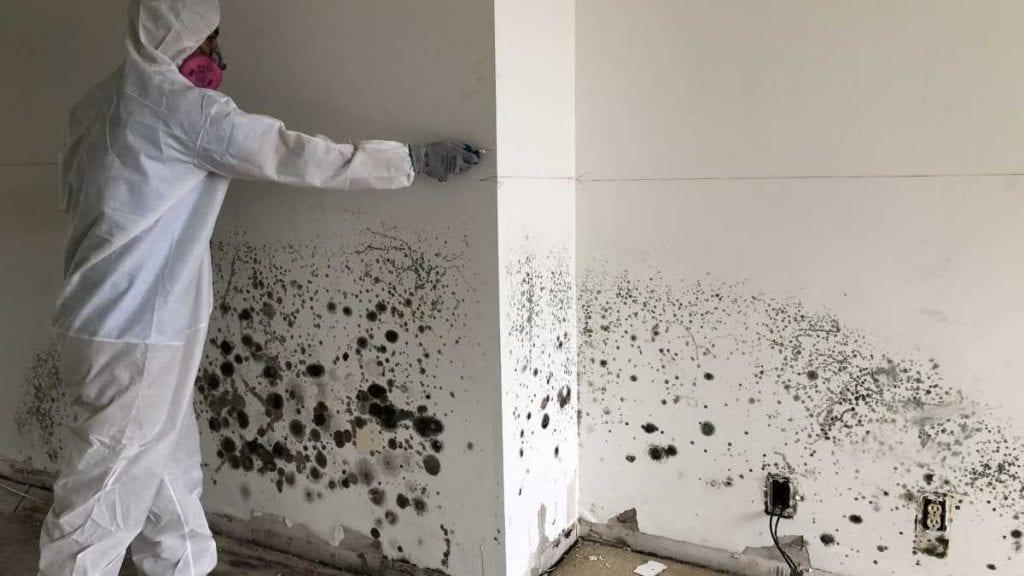 How to Safely Get Rid of Mold Using Natural Cleaning Products