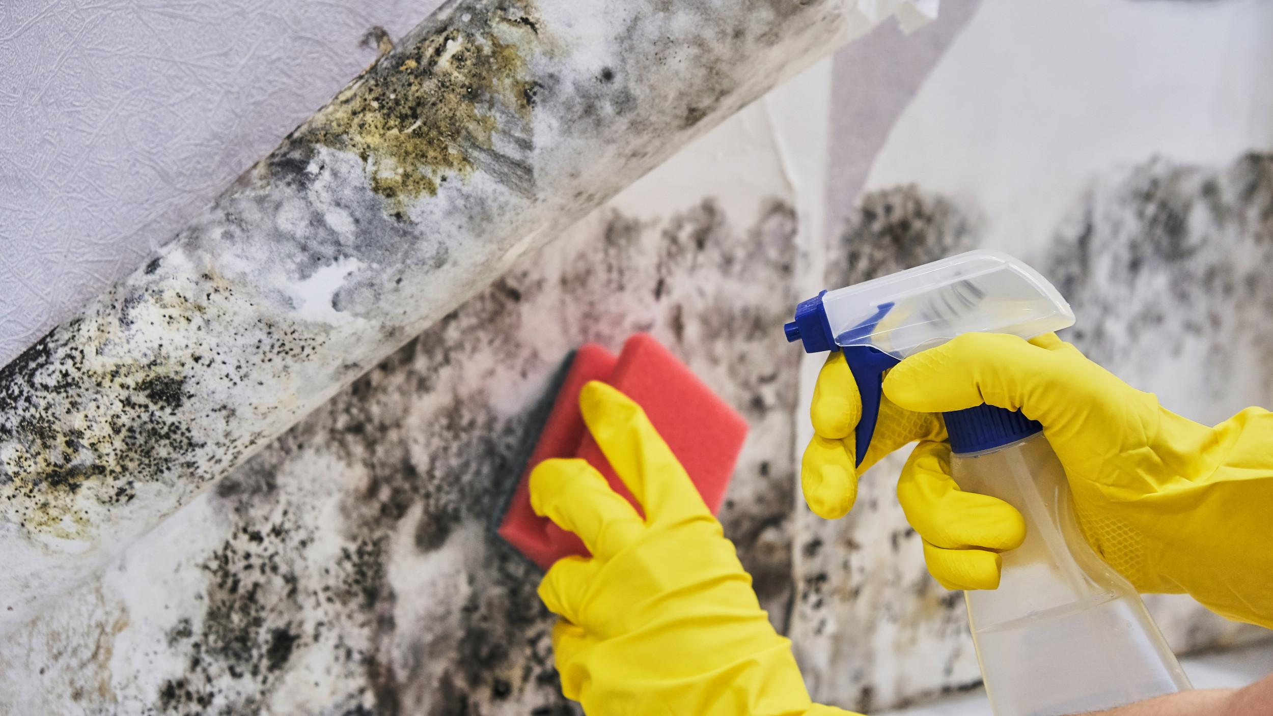 Precautionary Measures to ⁣Take While Cleaning Mold