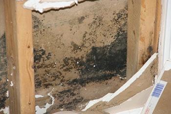 How to Identify and Treat Hidden Mold in Your Space