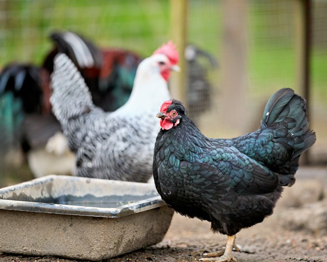 Chickens drinking from a water tray in the coop