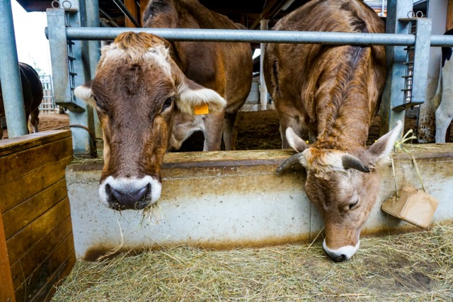 Dairy cows drinking from a water trough in the barn